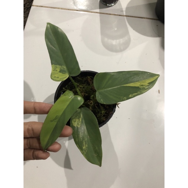 philodendron violin varigata