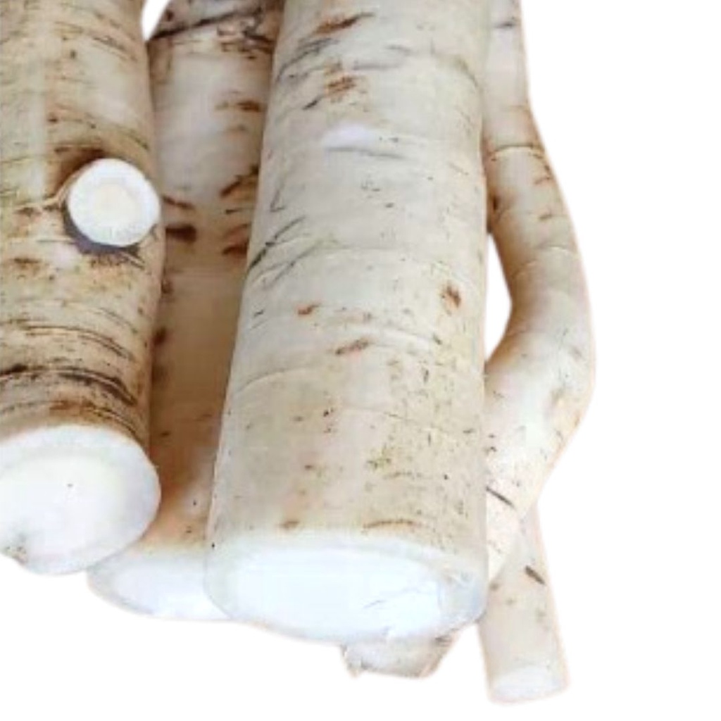 

Akar Pepaya Gandul Segar Untuk Herbal 200 Gram