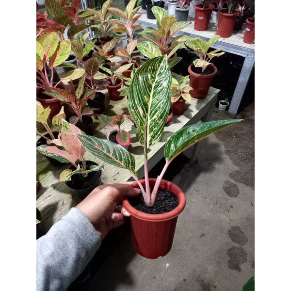 aglonema jt2000 ekonomis / jt 2000 murah sesuai foto