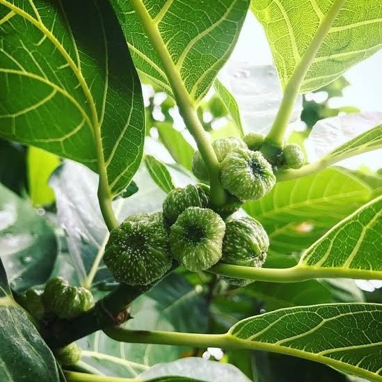 

Buah awar awar organik berat 100g buah dipetik dadakan obat herbal