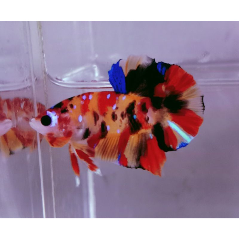 

cupang plakat multicolor