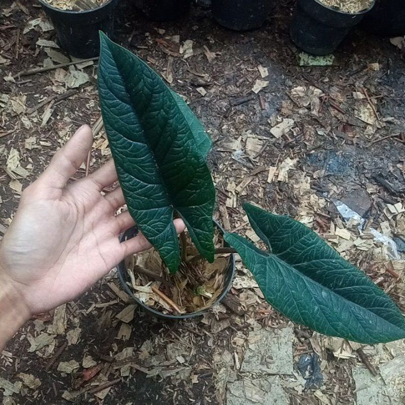 tanaman hias alocasia scalprum