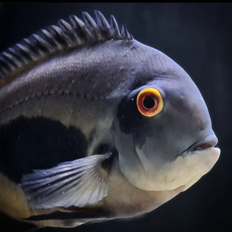 cichlid uaru size 9-10cm