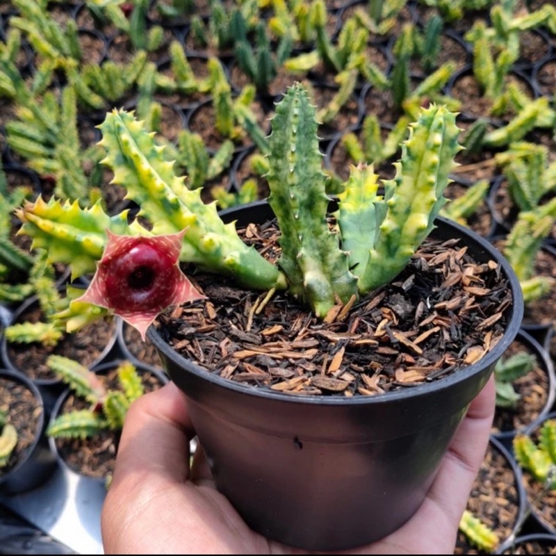 Kaktus Huernia Zebrina Variegata Kuning Cantik Cluster Mini | Paket Satuan Sekulen Bebas Pilih Jenis