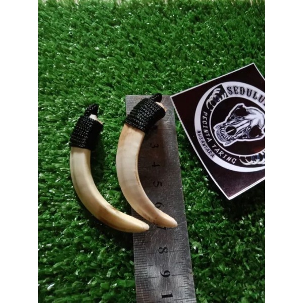 Kalung Taring babi asli mini