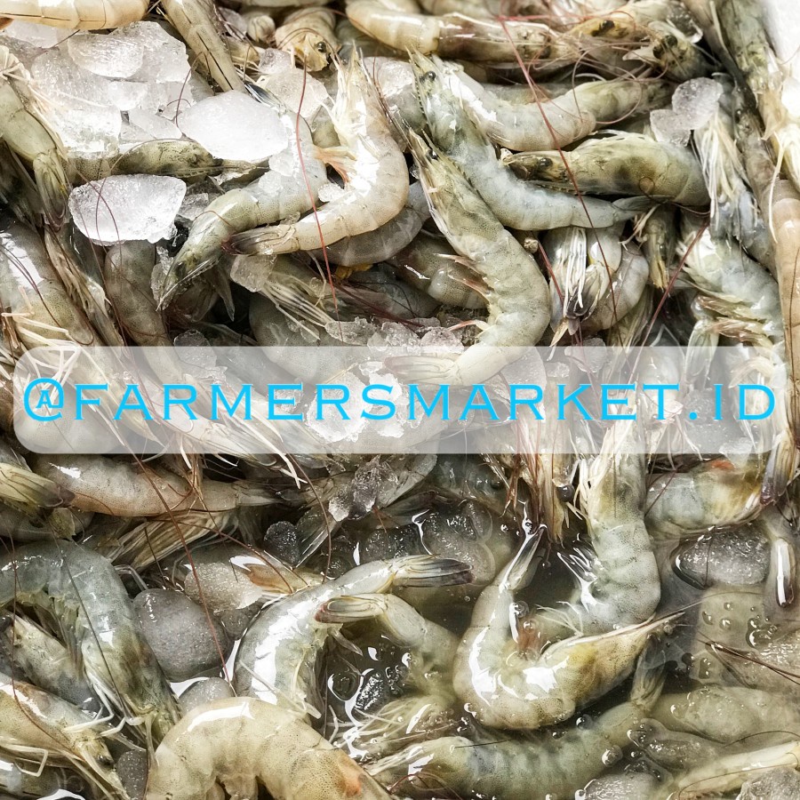 

Udang Vaname Fresh size 50 ekor per 1kg