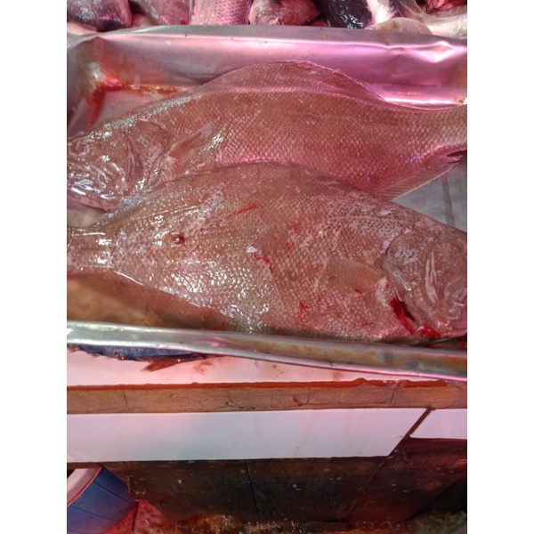 

Pihii kirim pakai gosend gojek