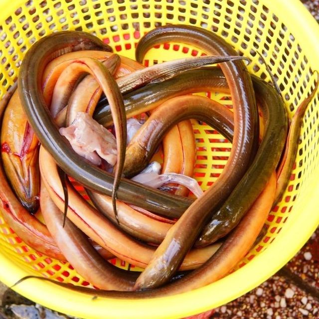 

Lauk Makan Mentah Belut Segar Hidup 500gr