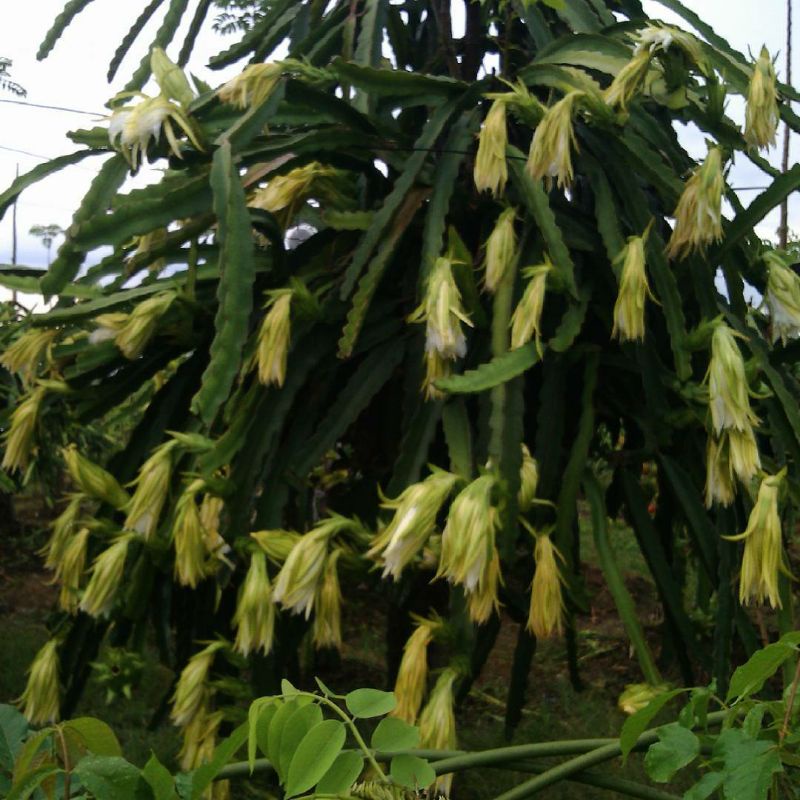 Pupuk Organik Pelebat Buah Dan Booster Buah Naga Cepat Berbuah Lebat