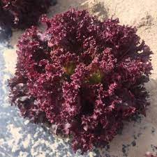 100 Benih Selada Air Merah F1 - Bibit Tanaman Sayur Unggul
