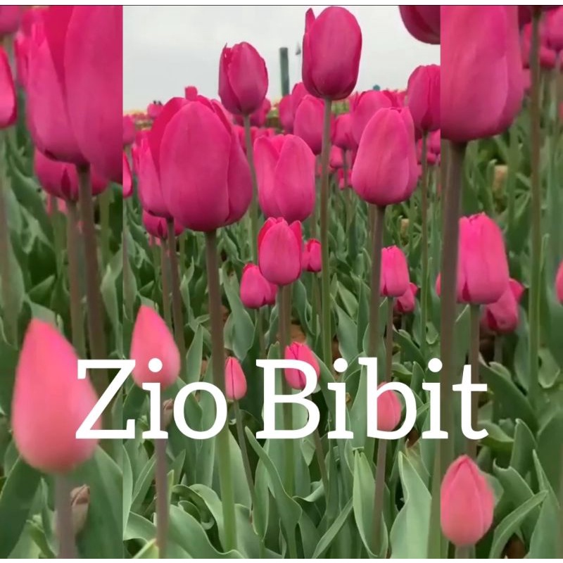 Benih bibit biji bunga tulip asli holland pink victoria