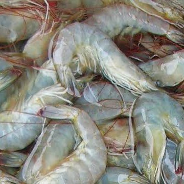 

Udang Vaname Segar Fresh Size 50/60 - 1 Kilogram