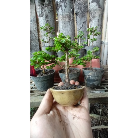bonsai sancang mame shito kontes