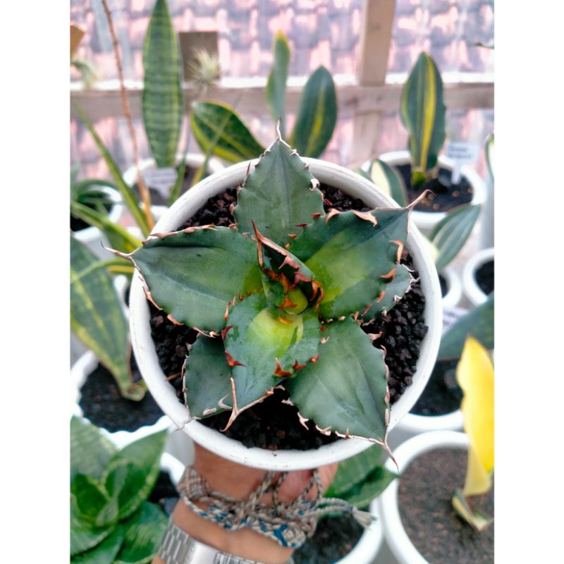 Agave Titanota Solar Eclipse