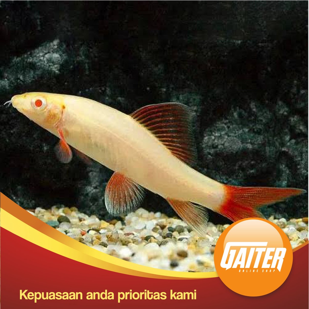 ikan hias Redfin shark albino