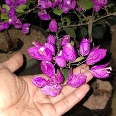 Bougenville Anggur Ungu Bugenvil Anggur Bugenvil Import Ori