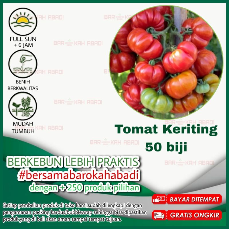 50 Biji - Benih Tomat Mawar Bibit Benih Sayuran Tomat Segar