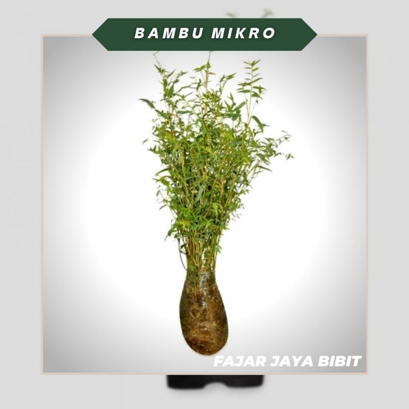 bibit tanaman hias bambu Kuning mini / bambu jepang