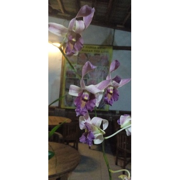 dendro keriting dewasa no id spike