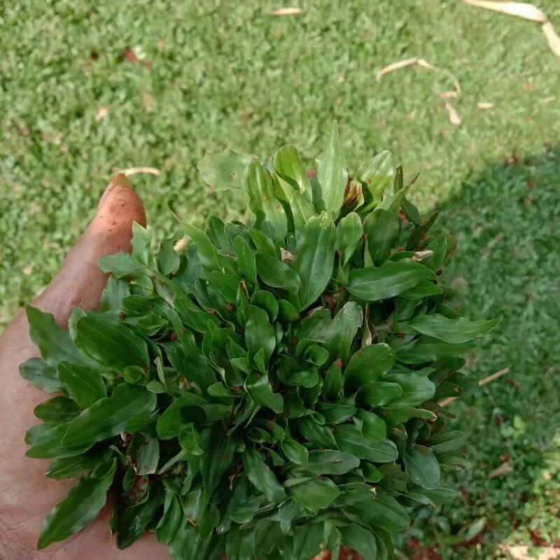 DIARY PETANI - 1 Sobekan Rumput Gajah Mini Siap Tanam