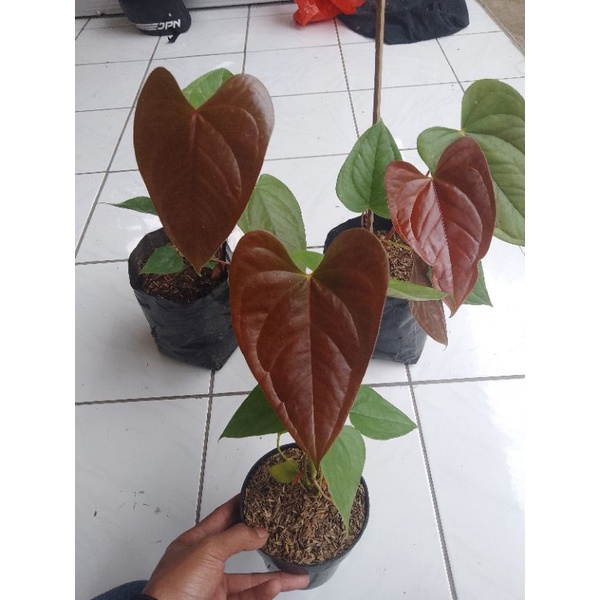 Anthurium Modeanum