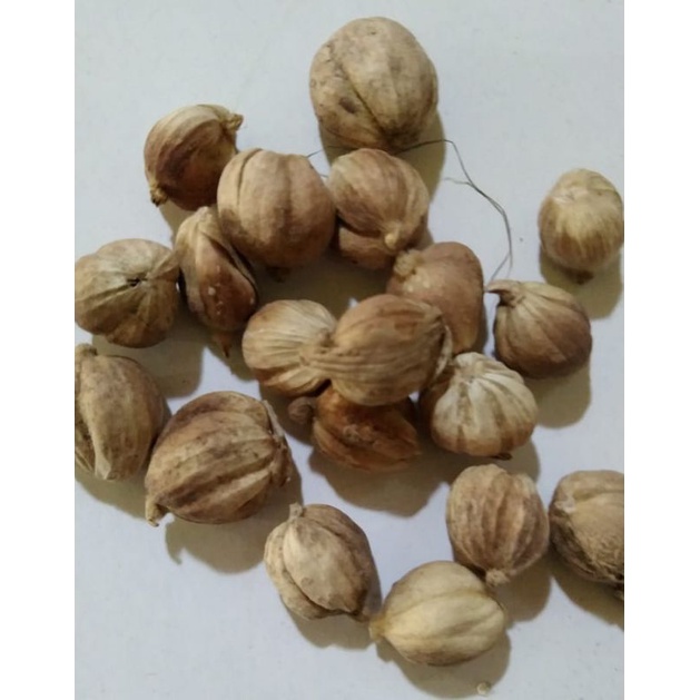 

Kapol /Kapulaga/Gardan Munggu(500 gram)