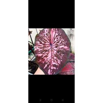 Caladium AC antanu