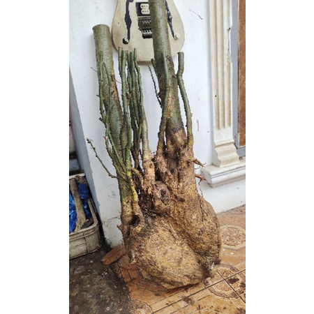 BAHAN BONSAI SERUT/STREBLUS ASPER JUMBO GROUPING LANGKA