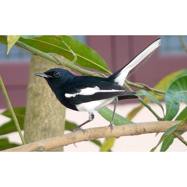 Burung Kacer Dada Putih Jantan