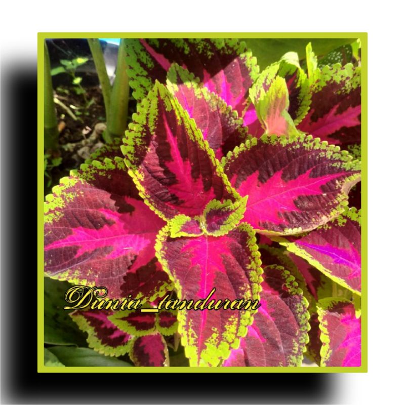 Miana Premium Pink Rose