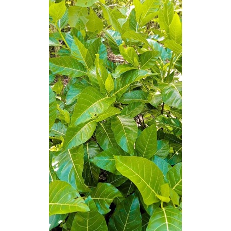 

DAUN AWAR AWAR SEGAR (Ficus septica)(250gram)