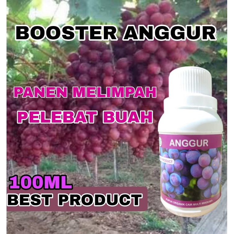 Pupuk cair organik buah anggur super lebat booster pelebat buah pemanis buah cepat berbuah lebat