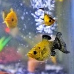 ikan hias aquascape molly golden black ikan hias moly golden black ikan hias aquarium moli ikan hias