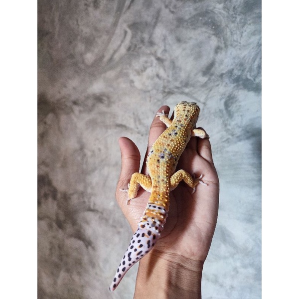 Mainan Gecko ( Hypo Lemon Frost)