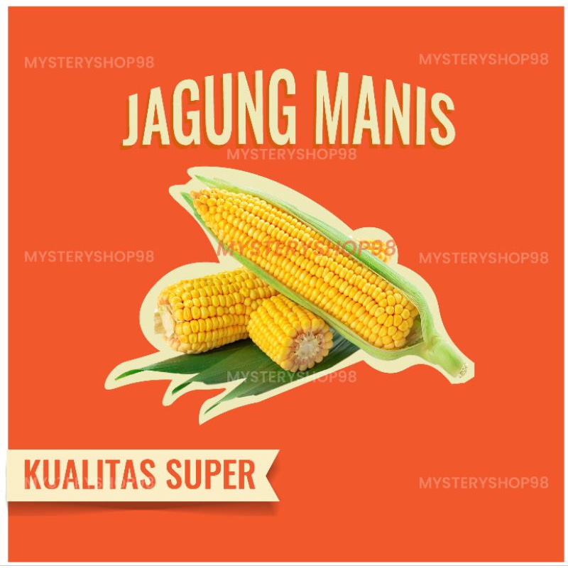 

jagung super montok di jamin fresh