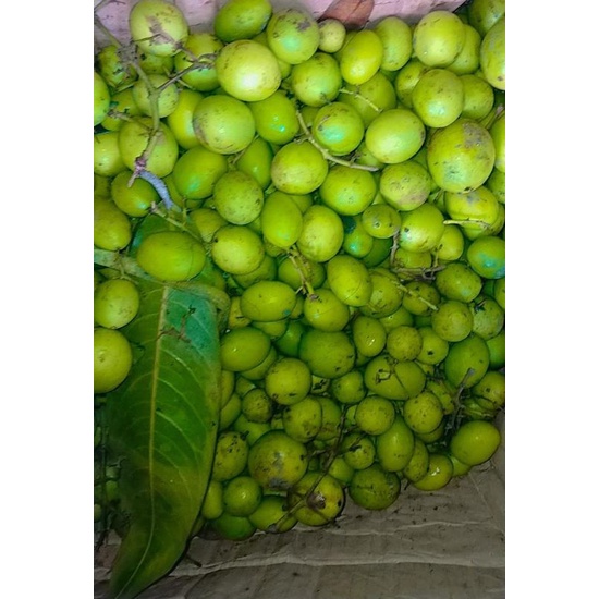 

Ramania/Gandaria 250gr