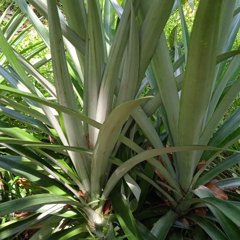 

Daun Nanas Segar organik untuk obat herbal