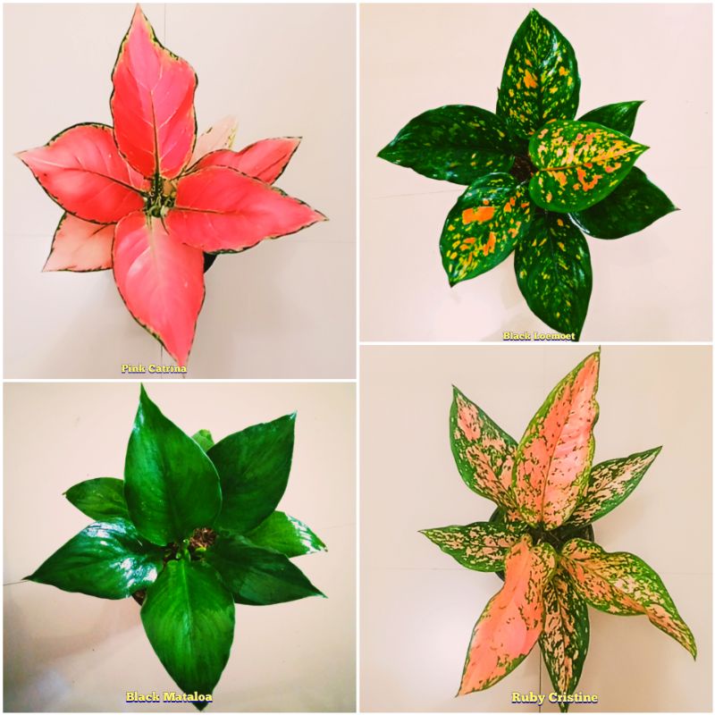 Paket 4 bunga aglonema sesuai gambar tanaman hias daun
