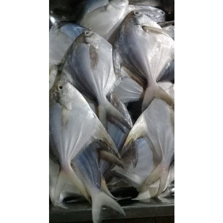 

Ikan Bawal Putih Size 150gr