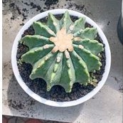 TANAMAN HIAS KAKTUS FERO GLAUCESCENS