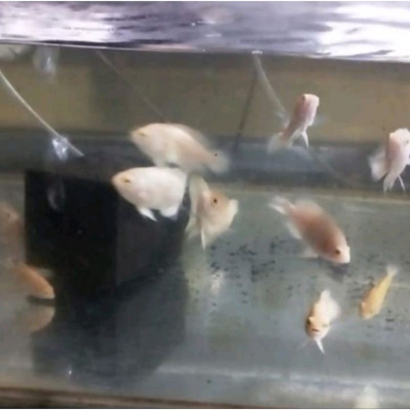 mainan ikan Oscar albino