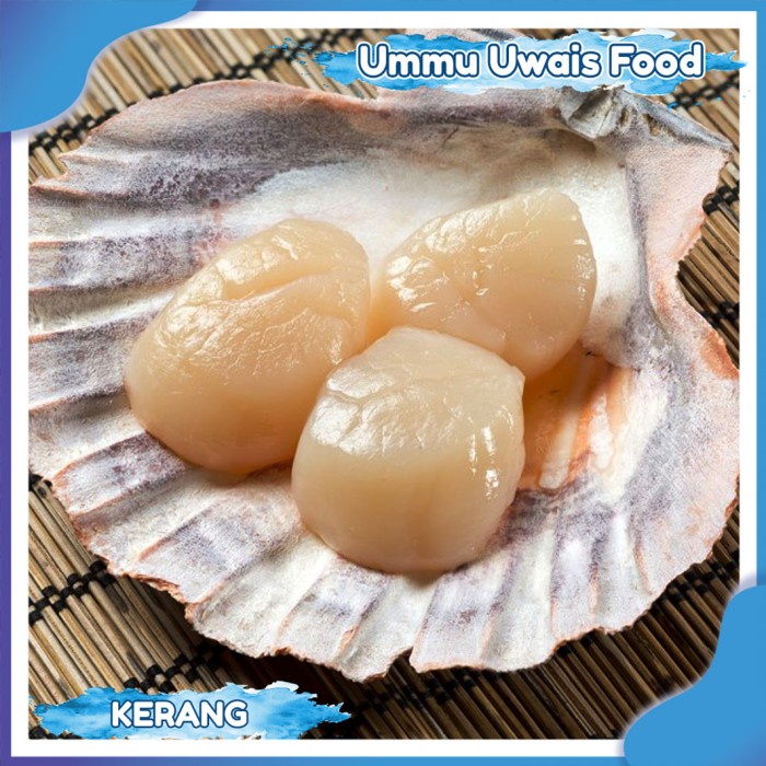 

Scallop Kerang Kampak Fresh Berkualitas - 500 Gr