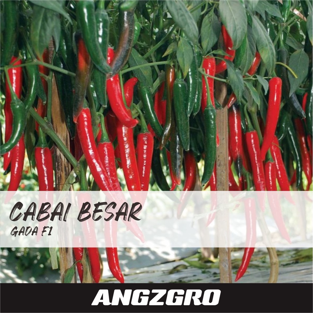 Benih Bibit Cabai Cabe Besar Gada F1 150 Biji Tanaman Hidroponik