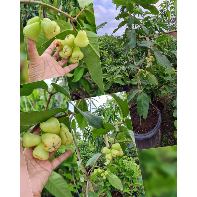 Pupuk Booster Organik Pelebat Buah Jambu Air Dan Perangsang Agar Cepat Berbuah