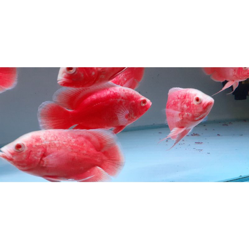 Hiasan oscar red chili 7-8 km