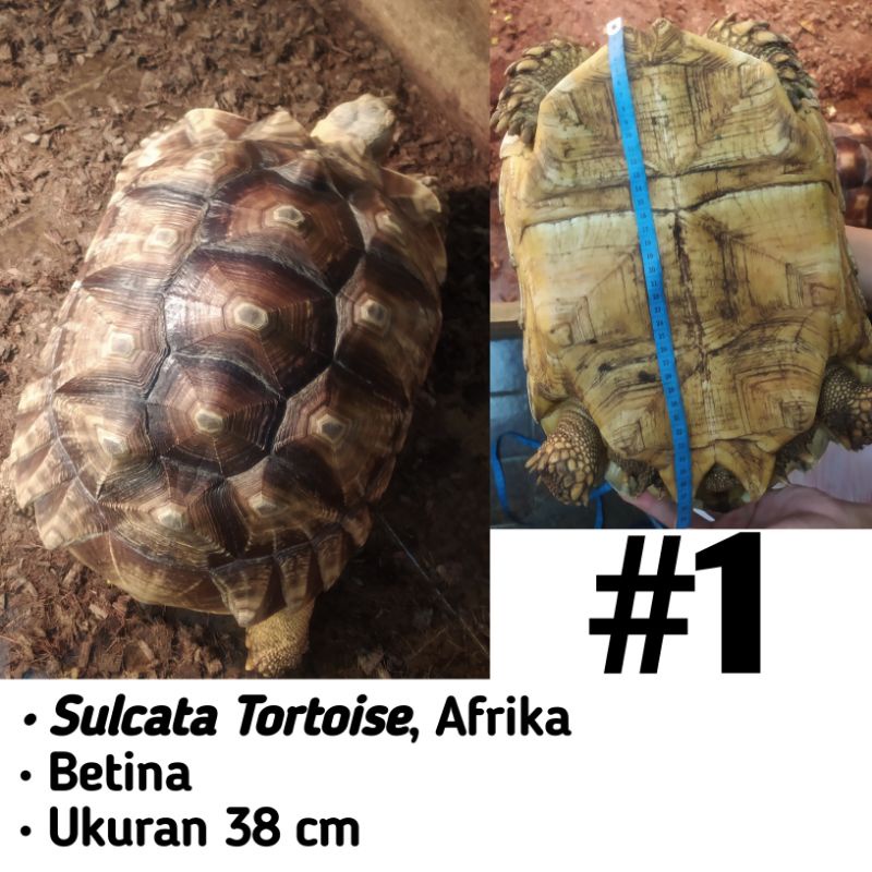 mainan 9 sulcata jumbo borongan