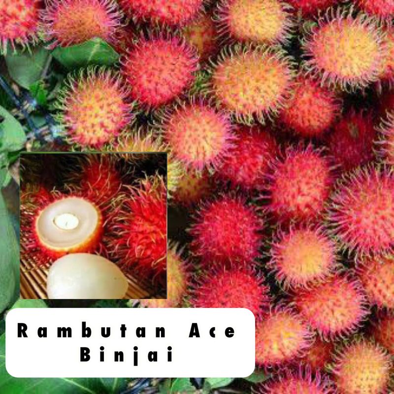 

RAMBUTAN MANIS JAMINAN BINJAY ASLI!rambutan binjay asli!!buah rambutan segar|rapiah|buah rambutan binjai 1kg|nuri fruits|buah segar bandung|rambutan manis|buah bandung|rambutan binjai