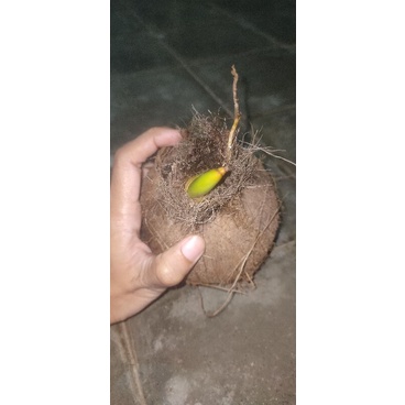 bibit kelapa biasa bahan bonsai