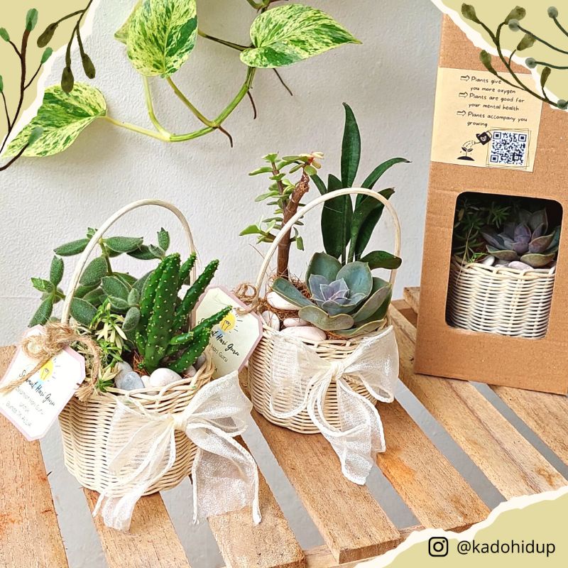 souvenir kaktus sukulen keranjang buket bunga keranjang buket bunga hidup properti foto