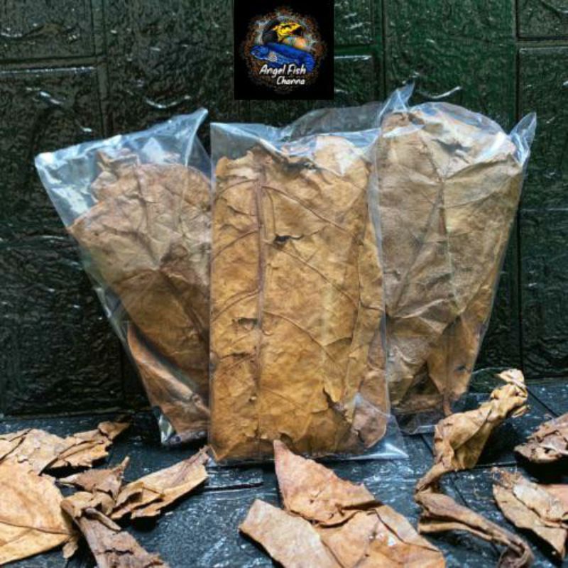 Daun ketapang laut olahan fermentasi sepesial super pekat